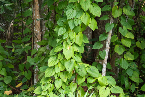 Dioscorea bulbifera observed 2026-10-24