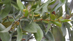 Acacia rhodoxylon