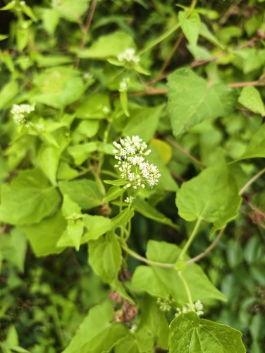 Mikania micrantha observed 2026-10-28