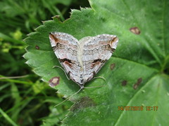 Aplocera praeformata