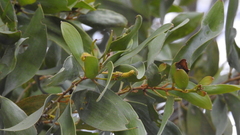 Acacia rhodoxylon