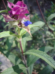 Salvia mexiae
