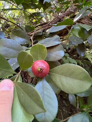 Psidium cattleianum observed 2026-10-21
