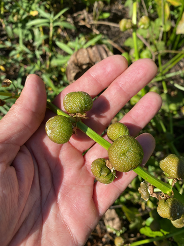 Sagittaria latifolia observed 2026-10-27