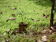 Caiman crocodilus fuscus