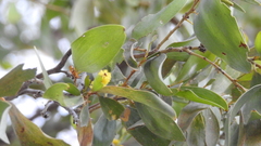 Acacia rhodoxylon