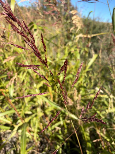 Sorghum halepense observed 2026-10-27