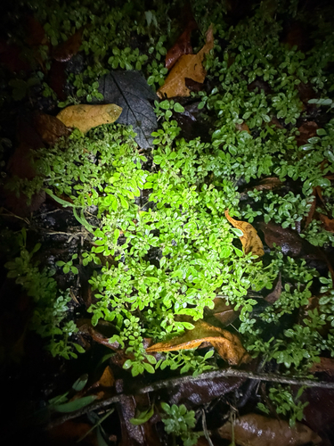 Pilea microphylla observed 2026-10-27