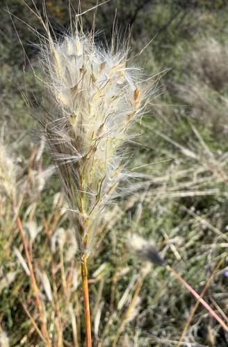 Bothriochloa observed 2026-10-27