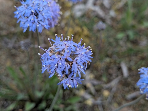 Brunonia australis observed 2026-10-28
