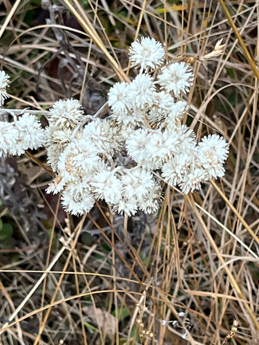 Anaphalis margaritacea observed 2026-10-27