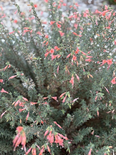 Epilobium observed 2026-10-27