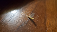 Maccaffertium modestum