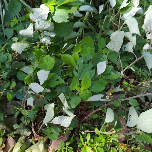 Boehmeria nivea observed 2026-10-28