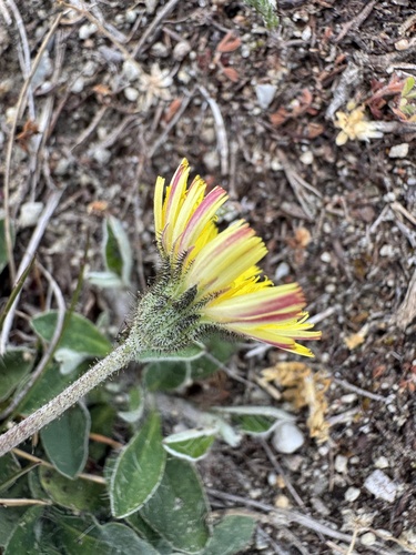 Pilosella officinarum observed 2026-10-28