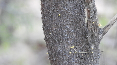 Acacia rhodoxylon