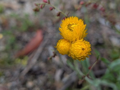 Chrysocephalum apiculatum observed 2026-10-28