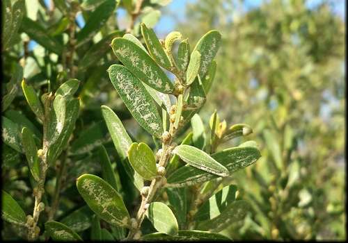 Image of Acacia rostriformis by (c) Russell Best, some rights reserved (CC BY)