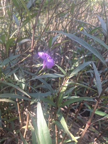 Ruellia simplex observed 2026-10-28