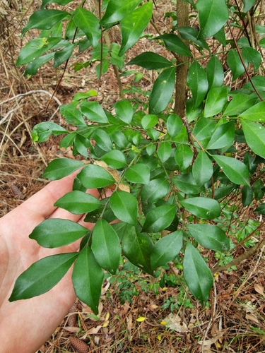 Murraya paniculata observed 2026-10-28