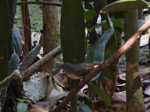 Setophaga ruticilla, 2026-10-27