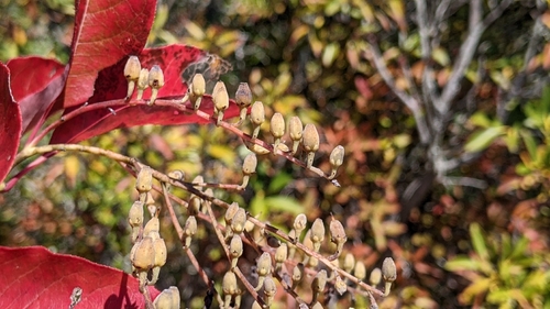 Oxydendrum arboreum observed 2026-10-27