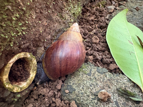 Lissachatina fulica observed 2026-10-21