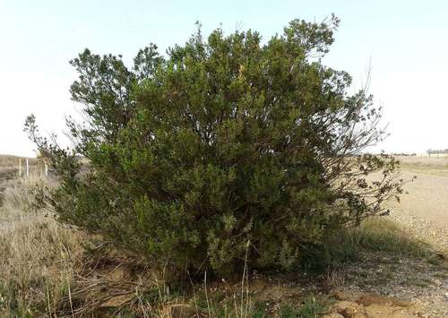 Image of Acacia rostriformis by (c) Russell Best, some rights reserved (CC BY)