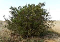Acacia rostriformis