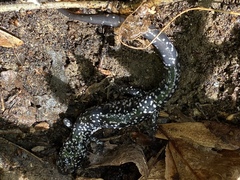 Plethodon glutinosus