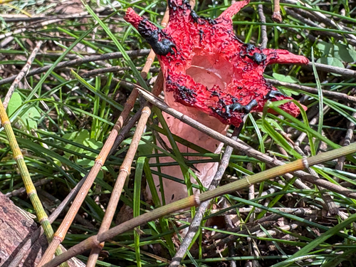 Aseroe rubra observed 2026-10-21