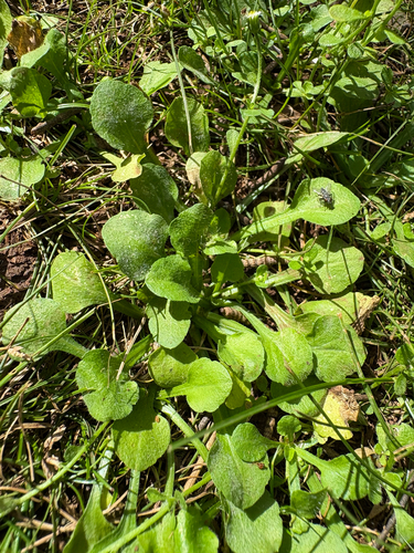 Erigeron bellioides observed 2026-10-21