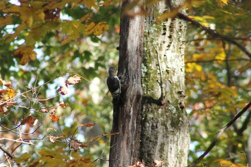 Melanerpes erythrocephalus, 2026-10-27