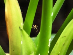 Argiope aetheroides