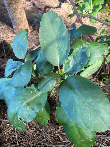 Kalanchoe pinnata observed 2026-10-21