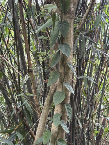 Philodendron observed 2026-10-28
