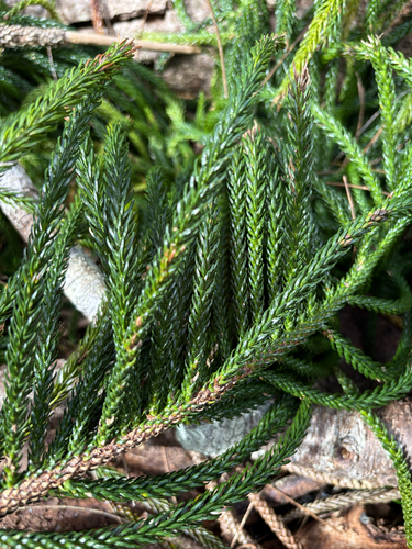 Araucaria columnaris observed 2026-10-21
