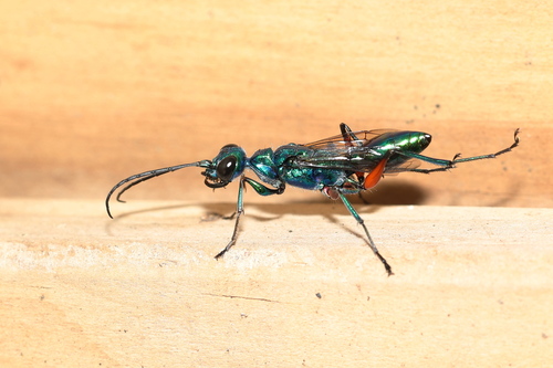 Ampulex compressa, 2026-10-18