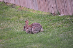 Sylvilagus floridanus