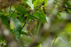 Basileuterus tristriatus