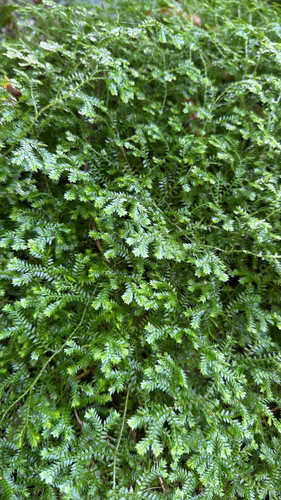 Selaginella kraussiana observed 2026-10-28