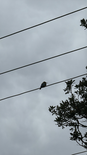 Merops ornatus observed 2026-10-28