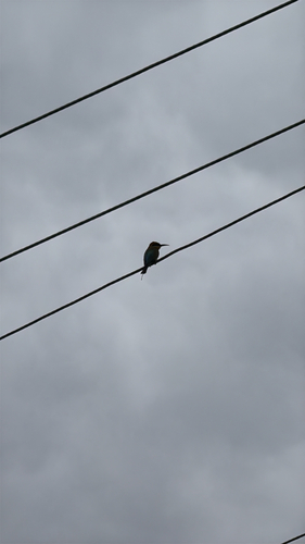 Merops ornatus observed 2026-10-28