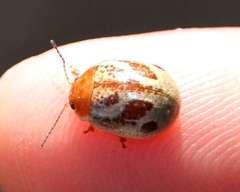 Paropsisterna semifumata