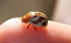 Paropsisterna semifumata