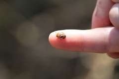 Paropsisterna semifumata