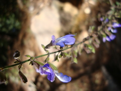 Salvia quercetorum