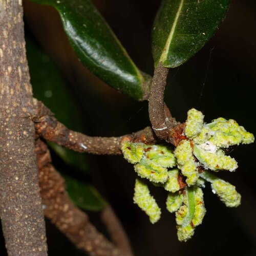 Malaisia scandens observed 2026-10-28