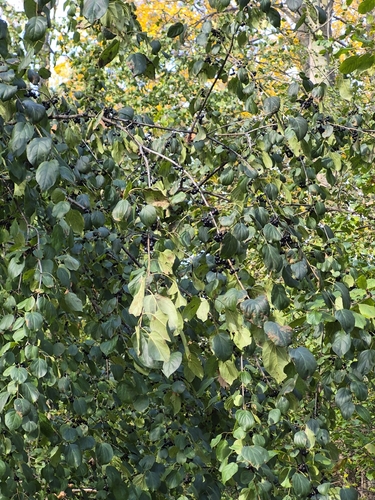 Rhamnus cathartica observed 2026-10-27