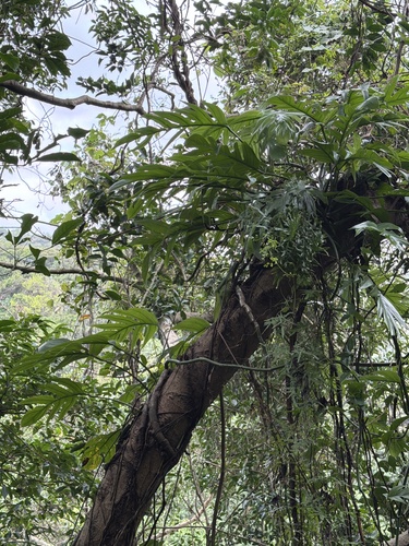 Epipremnum pinnatum observed 2026-10-28